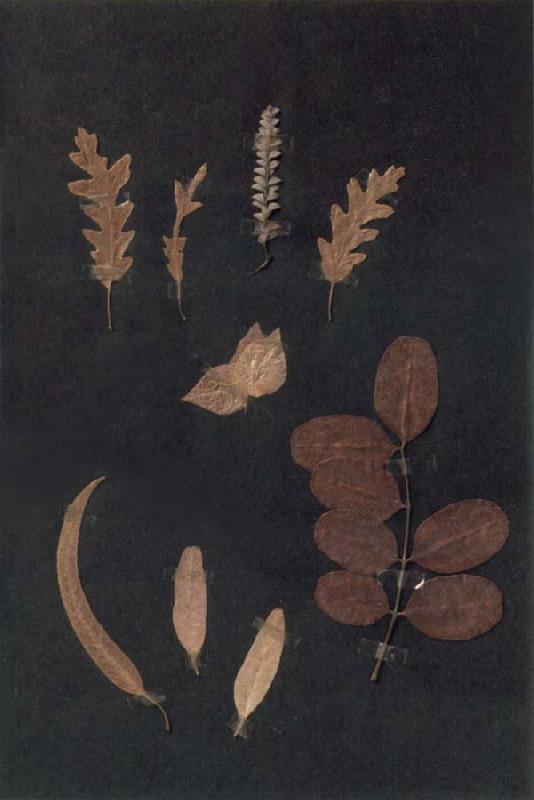 Paul Klee Herbarium Sweden oil painting art